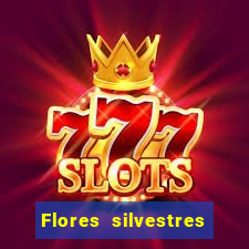 Flores silvestres brasileiras 25